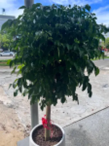 北海僑海庭院（僑港風情街僑港海灘店）