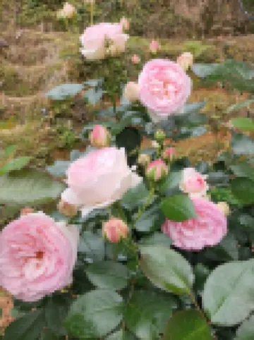 Longji Terraced Field Xinyun Hotel