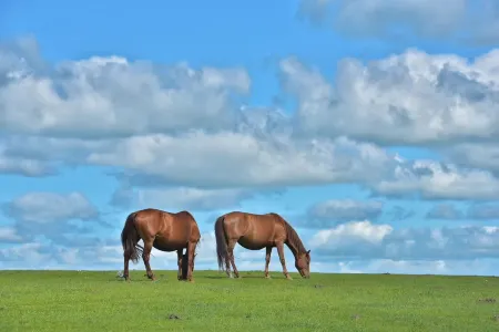 Yecaoji Zhanfang Diary Homestay (Hailar)