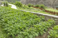 Countryside Mountain Residence (Daocheng Yading Scenic Area Branch)