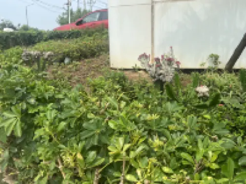 รีสอร์ทเบย์ (เกาะภูเขาไฟ)