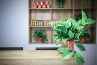 Xiaoman Homestay (Xinxiang University Town)