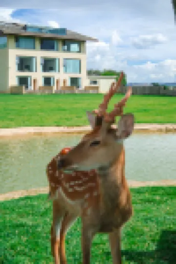 LISIMAN Xinsu Yusiye Oxygen Supply Manor (Shangri-La Branch) Hotels in Shangri-La