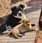 Chengshijia Youth Inn - pet friendly