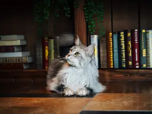 Wanda Momoland Changbai Mountain