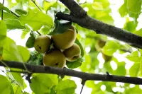 Wonderland·DaLi Garden Stay under the Champs Elysees Trees