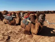 Wheat Field Xinghe Camping Base