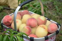 Colorful Resort Hotel