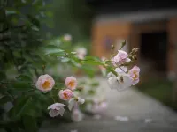 Hang in There
