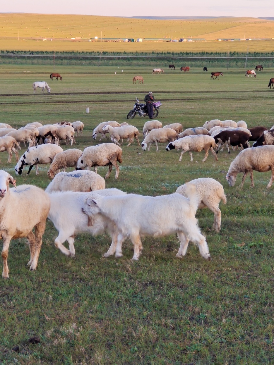 Erguna Muye Qingju Grassland Mongolia Homestay (Heishantou Racecourse Branch) Over view
