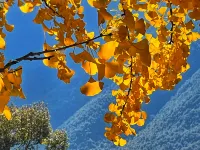 Weixi Yueting Yushe Hotels in Weixi Lisu Autonomous County