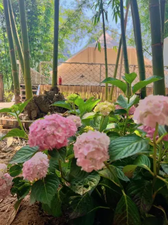 Bamboo Forest Wonderland