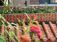 Nanshan Yueshe Hotel - Romantic