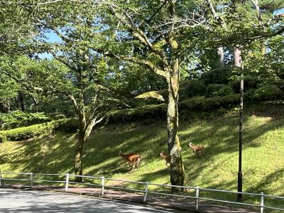 その他 ホテルラフォーレ修善寺の写真