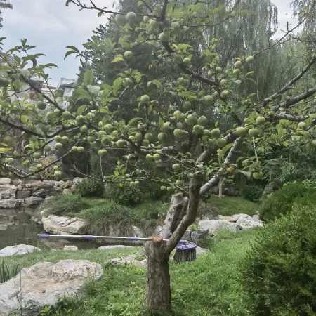 Senlan Tang quan Homestay