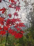 Yuemushan • Banshan Commune - Mountain view
