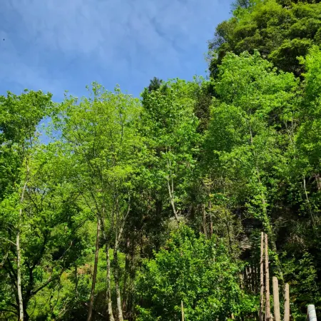 光霧山鎮雲峯意景休閑民宿