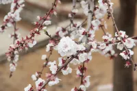 JingningYard - วิวภูเขา