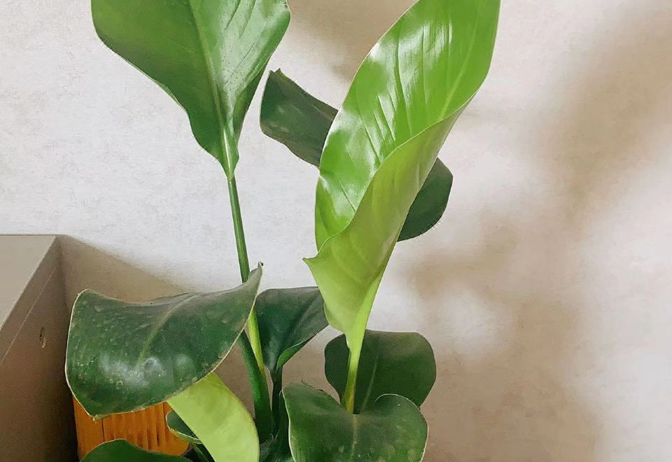 완룽 딩성 비즈니스 호텔