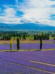 Huocheng Ziyou Homestay - Mountain view