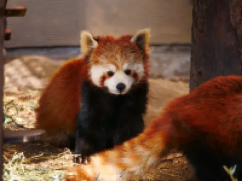 โรงแรมวิง อินเตอร์เนชั่นแนล อาซาฮีกาวา เอกิมาเอะ โรงแรมในอาซาฮิกาวะ