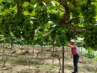 xiuningxiangyueyanongzhuang