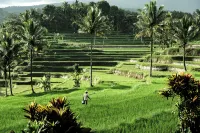 Ijen Resort and Villas - The Hidden Paradise Hotels in Ijen