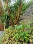 Pingtan Old Town Guyu Homestay