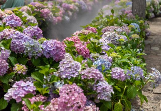 Tinghua Courtyard의 고즈넉한 안뜰