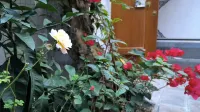 Dali Haitian Homestay Hotel di Caicun scenic spot
