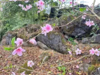 Taoyu Homestay