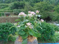 Sanqingshan Donghaixuange Homestay (Fairy Valley 4A Scenic Area Branch)