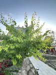 Huorgos Linyi Fruit Language Homestay