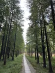 Forest and Stream · Poye - Dağ Manzaralı