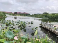 Lotus Garden (Tongling College Branch)
