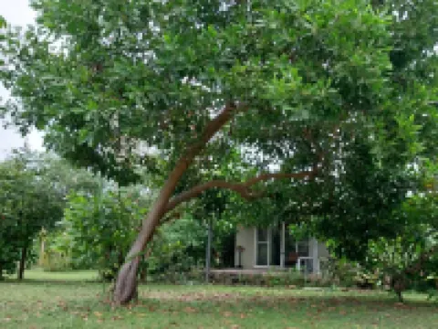 ไนยวาชา เต็นท์ เกาะหมาก โรงแรมในเกาะหมาก