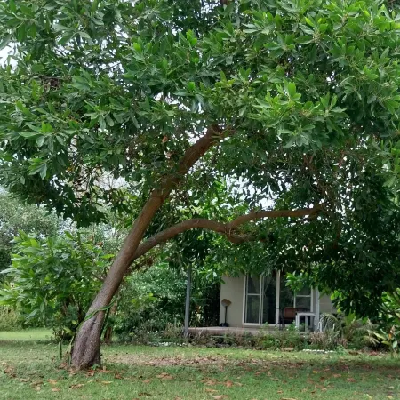 Naivacha Tent Koh Mak