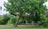 Naivacha Tent Koh Mak