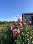 漠河北紅村龍江客棧 - 小旅館