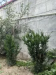 Diebu Diecheng Shanju Homestay