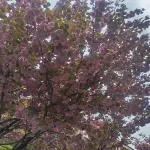 KangdingNanshanHotel