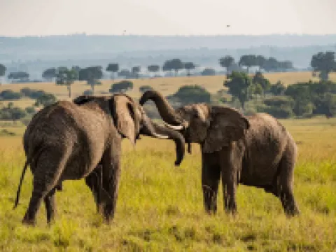 Royal Mara Safari Lodge Hotels in Mara