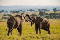 Royal Mara Safari Lodge Hotels in Aitong
