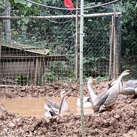Yunyin Sancheng Homestay