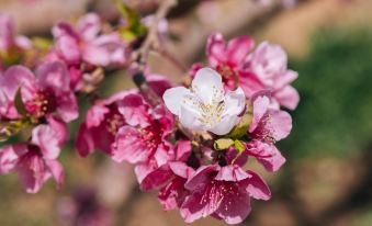 Floral Hotel  Beiling Yueting Xianju (Pinggu Peach Blossom Sea Branch)