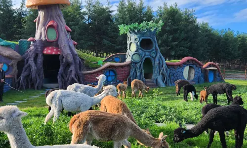 Colorful Forest Vacation Hotel