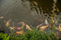 JiangShen Grass Pavilion