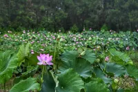Guangde Homestay - วิว