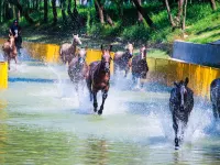 安吉中南度假·獅王酒店 鄰近中南百草原-長頸鹿館的酒店