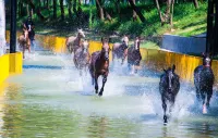 Zhongnan Lion King Resort Hotel Hotels in Zhongnan Baicaoyuan